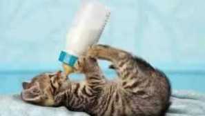 Jak zavlažovat novorozené koťata bez kočky, štěňata bez psa